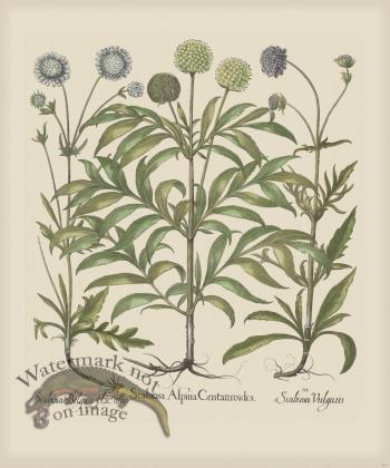 Besler 257 Colored  B2